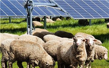 Mô hình chăn thả cừu kết hợp điện mặt trời, lợi nhuận tăng đến 40%